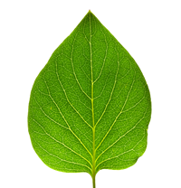 leaf leaf